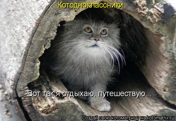 -Вот так я отдыхаю, путешествую... Котодноклассники.... Котоматрица: -Вот так я отдыхаю, путешествую... Котодноклассники.