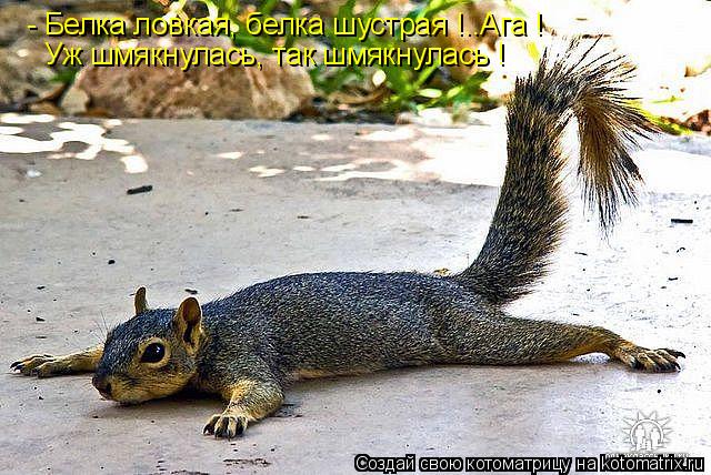 - Белка ловкая, белка шустрая !..Ага ! Уж шмякнулась, так шмякнулась !... Котоматрица: - Белка ловкая, белка шустрая !..Ага ! Уж шмякнулась, так шмякнулась !