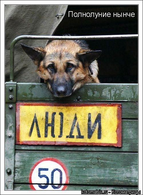 Полнолуние нынче... Котоматрица: Полнолуние нынче