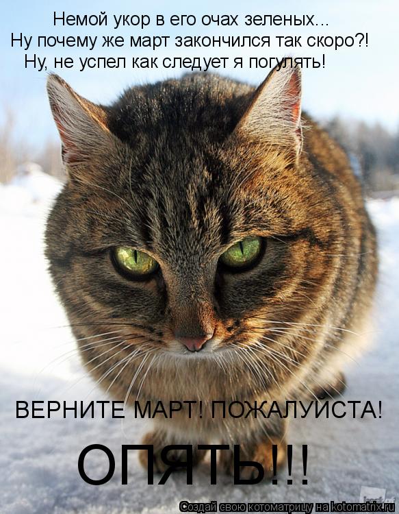 Немой укор в его очах зеленых... Ну почему же март закончился так скоро?! Ну, не успел как следует я ... Котоматрица: Немой укор в его очах зеленых... Ну почему же март закончился так скоро?! Ну, не успел как следует я погулять! ОПЯТЬ!!! ВЕРНИТЕ МАРТ! ПОЖАЛУЙСТА!