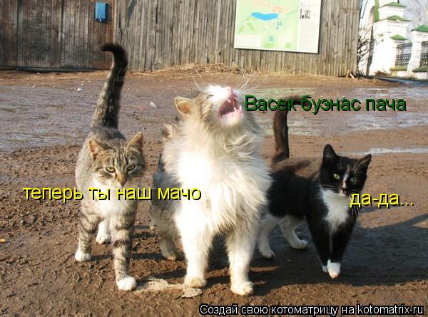 Васек буэнас пача теперь ты наш мачо да-да...... Котоматрица: Васек буэнас пача теперь ты наш мачо да-да...