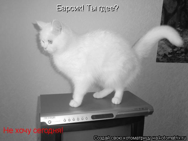 Барсик! Ты гдее? Не хочу сегодня!... Котоматрица: Барсик! Ты гдее? Не хочу сегодня!