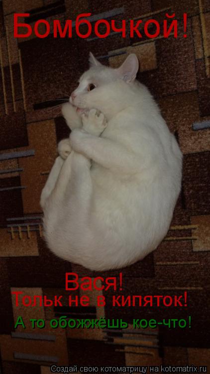Бомбочкой! Вася! Тольк не в кипяток! А то обожжёшь кое-что!... Котоматрица: Бомбочкой! Вася! Тольк не в кипяток! А то обожжёшь кое-что!