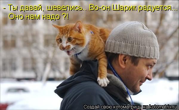 - Ты давай, шевелись.. Во-он Шарик радуется... Оно нам надо ?!... Котоматрица: - Ты давай, шевелись.. Во-он Шарик радуется... Оно нам надо ?!