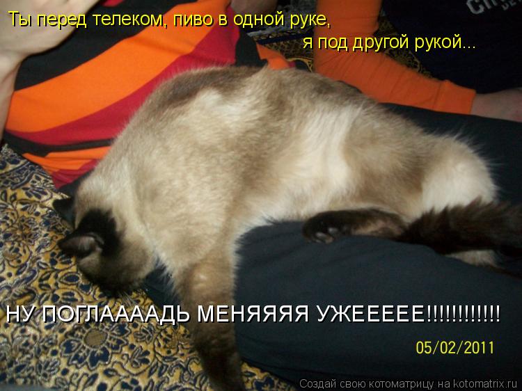 Ты перед телеком, пиво в одной руке, я под другой рукой... НУ ПОГЛААААДЬ МЕНЯЯЯЯ УЖЕЕЕЕЕ!!!!!!!!!!!!... Котоматрица: Ты перед телеком, пиво в одной руке, я под другой рукой... НУ ПОГЛААААДЬ МЕНЯЯЯЯ УЖЕЕЕЕЕ!!!!!!!!!!!!
