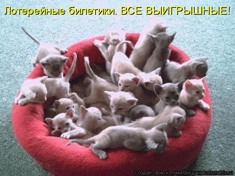 Лотерейные билетики. ВСЕ ВЫИГРЫШНЫЕ!... Котоматрица: Лотерейные билетики. ВСЕ ВЫИГРЫШНЫЕ!