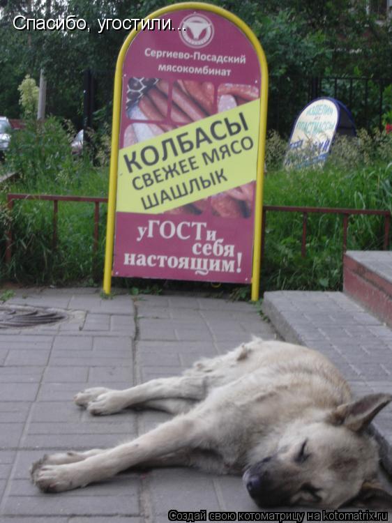 Спасибо, угостили...... Котоматрица: Спасибо, угостили...
