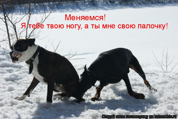 Меняемся! Я тебе твою ногу, а ты мне свою палочку!... Котоматрица: Меняемся! Я тебе твою ногу, а ты мне свою палочку!