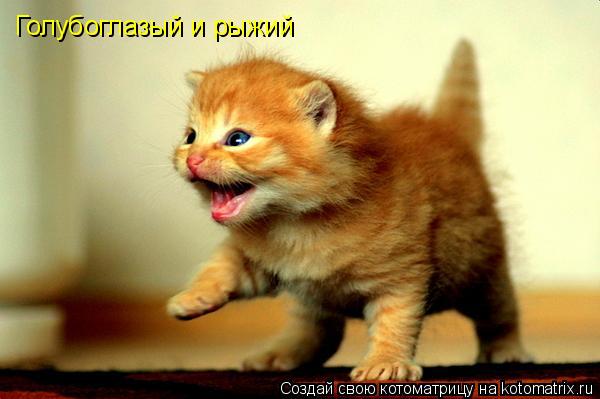Голубоглазый и рыжий... Котоматрица: Голубоглазый и рыжий