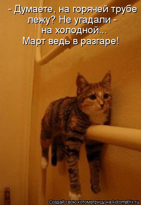 - Думаете, на горячей трубе лежу? Не угадали - на холодной... Март ведь в разгаре!... Котоматрица: - Думаете, на горячей трубе лежу? Не угадали - на холодной... Март ведь в разгаре!