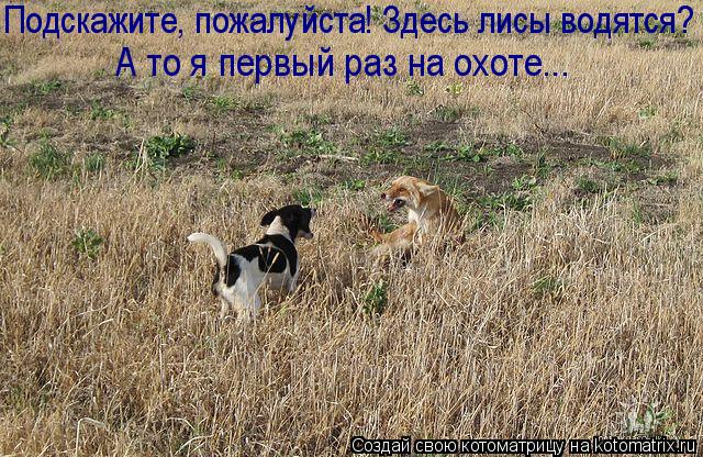 Подскажите, пожалуйста! Здесь лисы водятся? А то я первый раз на охоте...... Котоматрица: Подскажите, пожалуйста! Здесь лисы водятся? А то я первый раз на охоте...