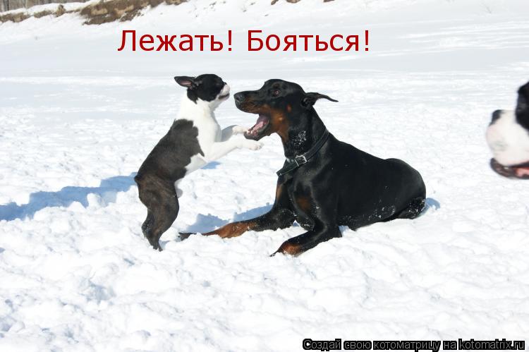 Лежать! Бояться!... Котоматрица: Лежать! Бояться!