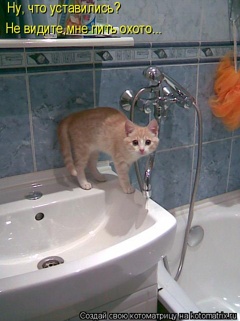 Ну, что уставились? Не видите,мне пить охото...... Котоматрица: Ну, что уставились? Не видите,мне пить охото...