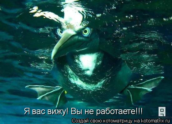 Я вас вижу! Вы не работаете!!!... Котоматрица: Я вас вижу! Вы не работаете!!!