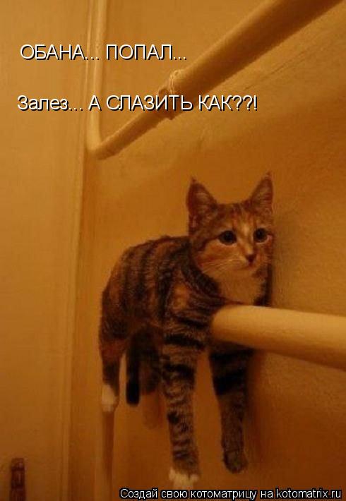 ОБАНА... ПОПАЛ... Залез... А СЛАЗИТЬ КАК??!... Котоматрица: ОБАНА... ПОПАЛ... Залез... А СЛАЗИТЬ КАК??!