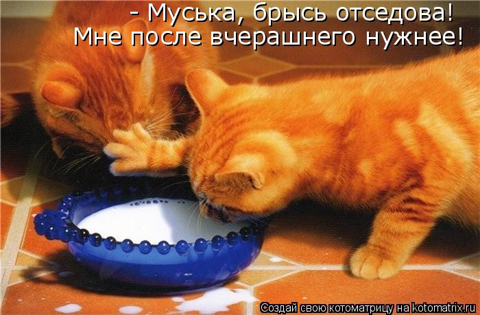 - Муська, брысь отседова! Мне после вчерашнего нужнее!... Котоматрица: - Муська, брысь отседова! Мне после вчерашнего нужнее!