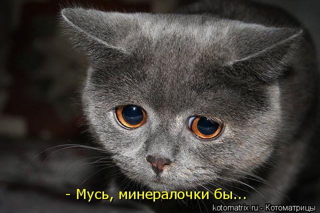 - Мусь, минералочки бы...... Котоматрица: - Мусь, минералочки бы...