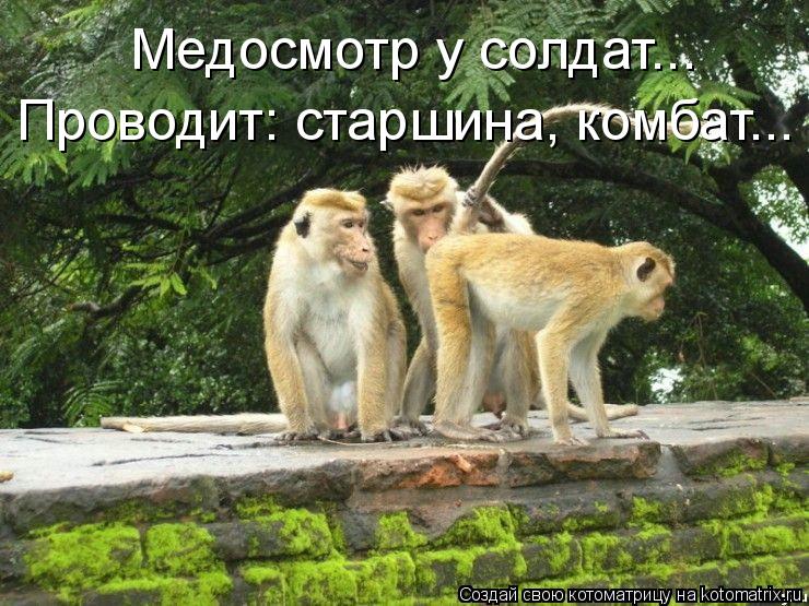 Медосмотр у солдат... Проводит: старшина, комбат...... Котоматрица: Медосмотр у солдат... Проводит: старшина, комбат...