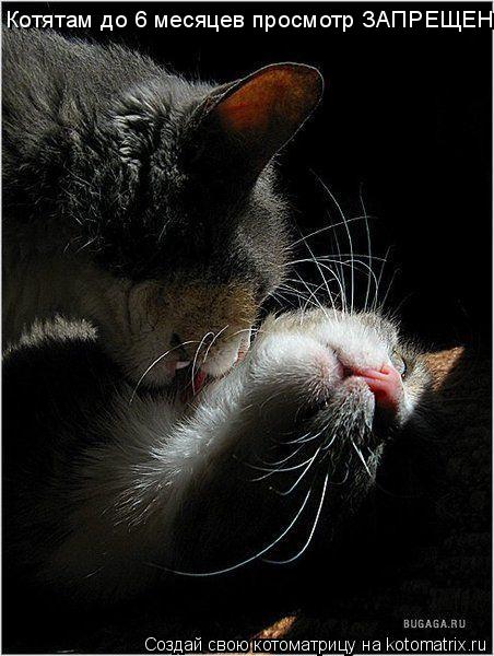 Котятам до 6 месяцев просмотр ЗАПРЕЩЕН!... Котоматрица: Котятам до 6 месяцев просмотр ЗАПРЕЩЕН!