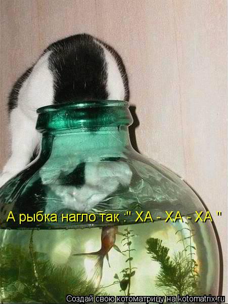 А рыбка нагло так :" ХА - ХА - ХА "... Котоматрица: А рыбка нагло так :" ХА - ХА - ХА "