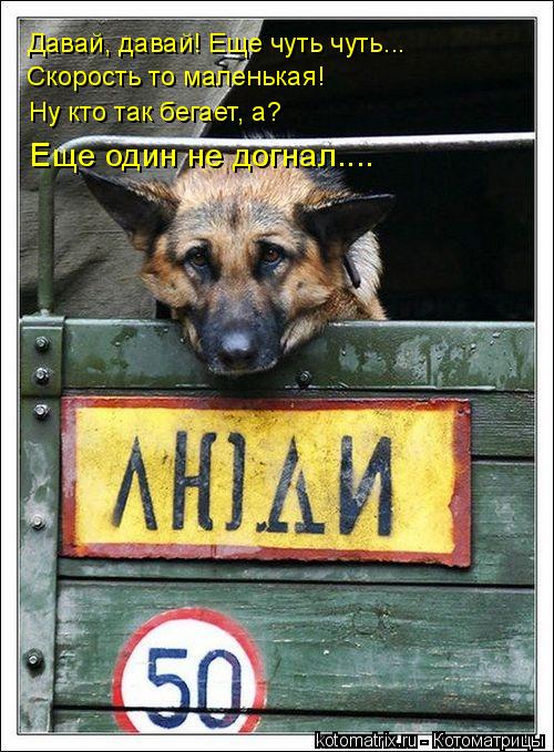 Давай, давай! Еще чуть чуть... Скорость то маленькая! Ну кто так бегает, а? Еще один не догнал....... Котоматрица: Давай, давай! Еще чуть чуть... Скорость то маленькая! Ну кто так бегает, а? Еще один не догнал....