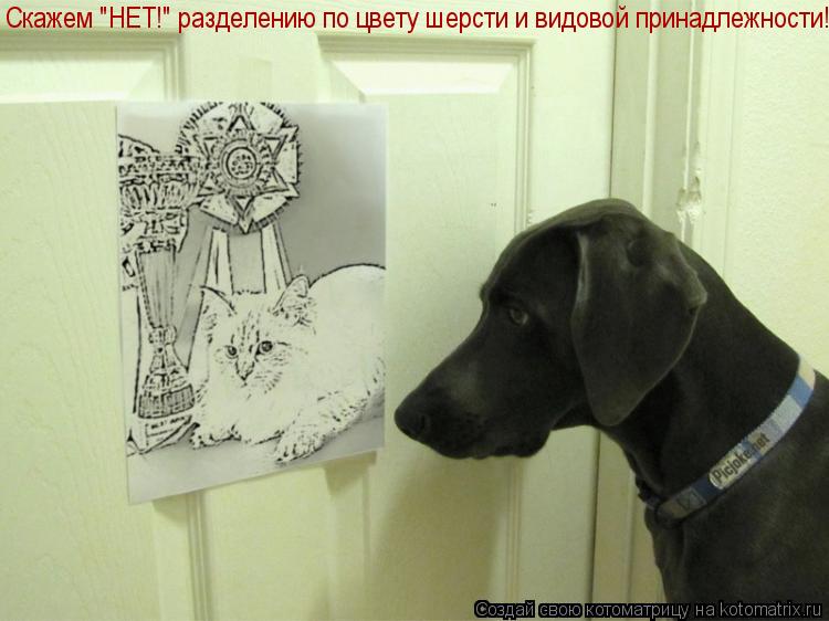 Скажем "НЕТ!" разделению по цвету шерсти и видовой принадлежности!... Котоматрица: Скажем "НЕТ!" разделению по цвету шерсти и видовой принадлежности!