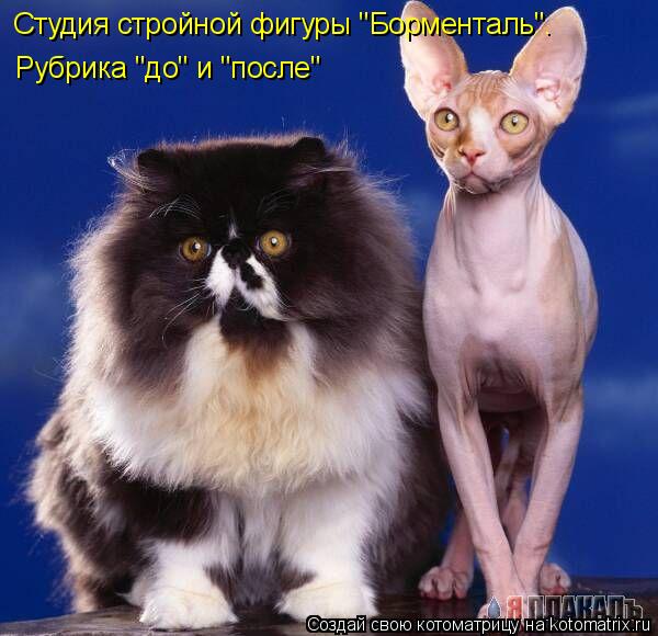 Доктор Борменталь. Рубрика "до" и "после" Студия стройной фигуры "Борменталь". Рубрика "до" и "после"... Котоматрица: Доктор Борменталь. Рубрика "до" и "после" Студия стройной фигуры "Борменталь". Рубрика "до" и "после"
