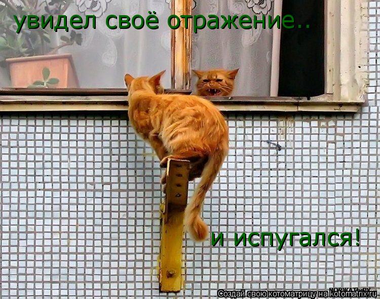 увидел своё отражение.. и испугался!... Котоматрица: увидел своё отражение.. и испугался!