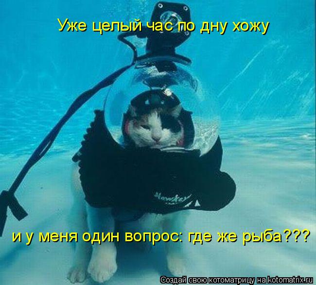 Уже целый час по дну хожу и у меня один вопрос: где же рыба???... Котоматрица: Уже целый час по дну хожу и у меня один вопрос: где же рыба???