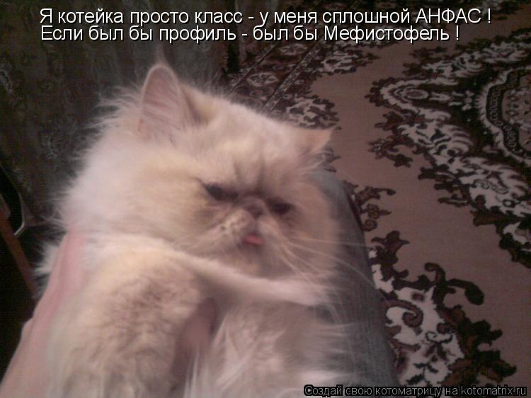 Я котейка просто класс - у меня сплошной АНФАС ! Если был бы профиль - был бы Мефистофель !... Котоматрица: Я котейка просто класс - у меня сплошной АНФАС ! Если был бы профиль - был бы Мефистофель !