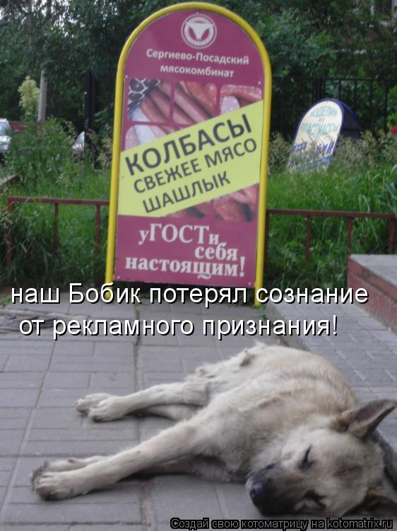 наш Бобик потерял сознание от рекламного признания!... Котоматрица: наш Бобик потерял сознание от рекламного признания!
