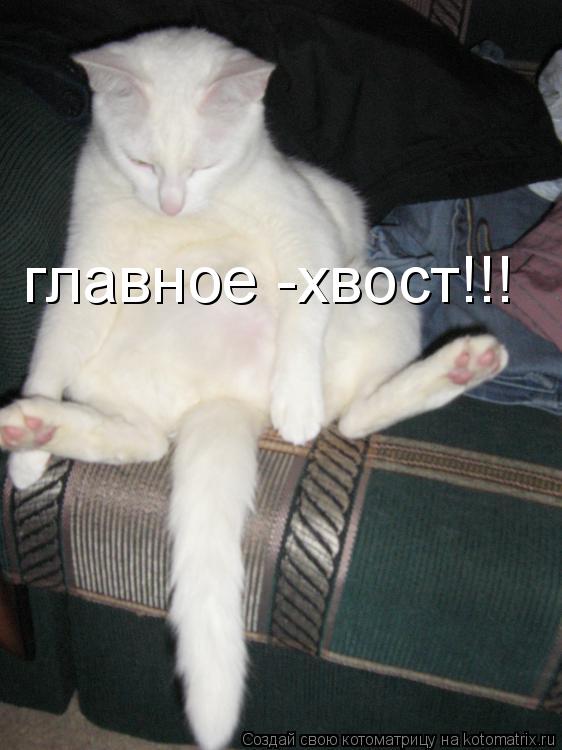 главное -хвост!!!... Котоматрица: главное -хвост!!!