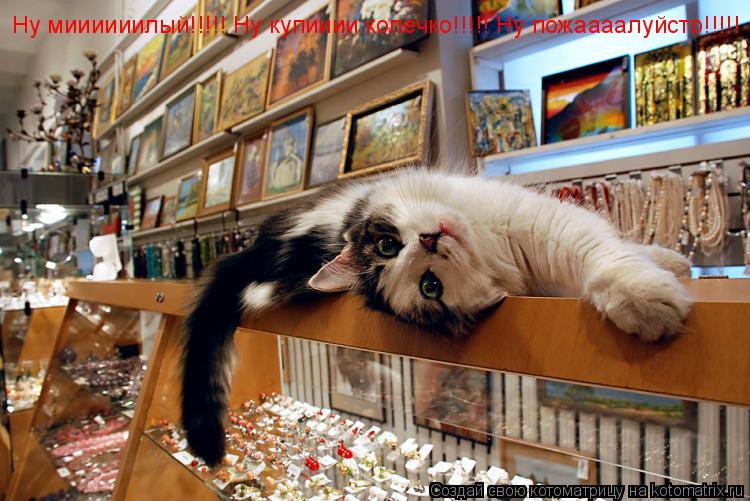 Ну миииииилый!!!!! Ну купииии колечко!!!!! Ну пожаааалуйсто!!!!!... Котоматрица: Ну миииииилый!!!!! Ну купииии колечко!!!!! Ну пожаааалуйсто!!!!!