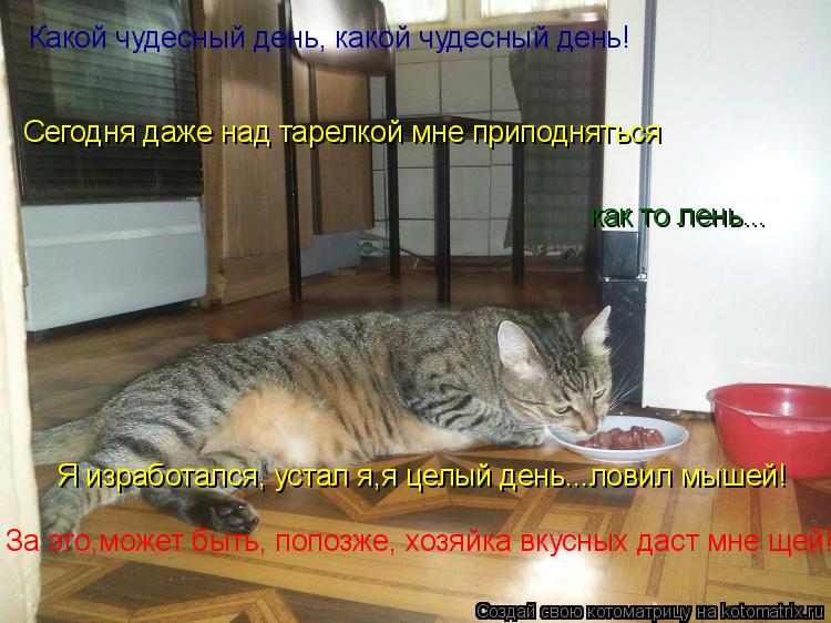 Какой чудесный день, какой чудесный день! Сегодня даже над тарелкой мне приподняться как то лень... Я... Котоматрица: Какой чудесный день, какой чудесный день! Сегодня даже над тарелкой мне приподняться как то лень... Я изработался, устал я,я целый день...лови