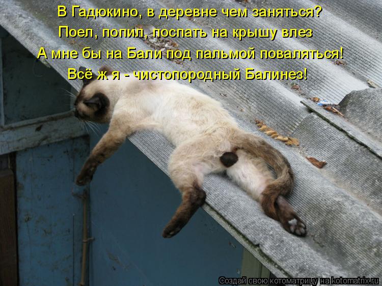 В Гадюкино, в деревне чем заняться? Поел, попил, поспать на крышу влез А мне бы на Бали под пальмой п... Котоматрица: В Гадюкино, в деревне чем заняться? Поел, попил, поспать на крышу влез А мне бы на Бали под пальмой поваляться! Всё ж я - чистопородный Балинез