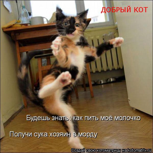 Получи сука хозяин в морду Будешь знать: как пить моё молочко ДОБРЫЙ КОТ... Котоматрица: Получи сука хозяин в морду Будешь знать: как пить моё молочко ДОБРЫЙ КОТ