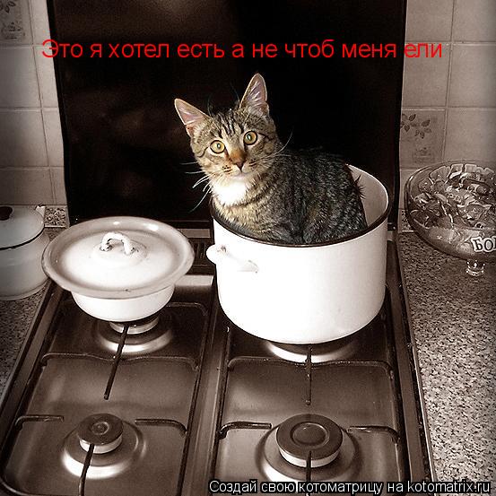 Это я хотел есть а не чтоб меня ели... Котоматрица: Это я хотел есть а не чтоб меня ели