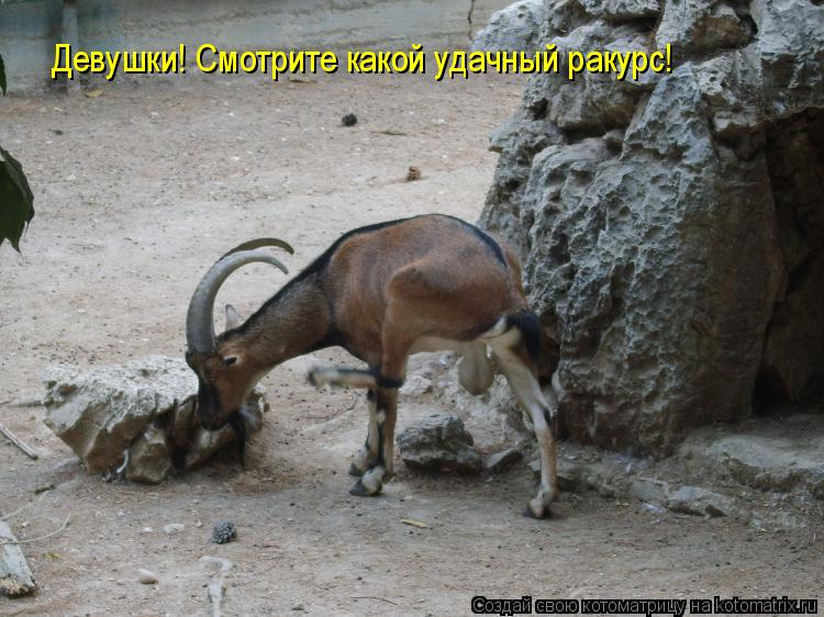 Девушки! Смотрите какой удачный ракурс!... Котоматрица: Девушки! Смотрите какой удачный ракурс!