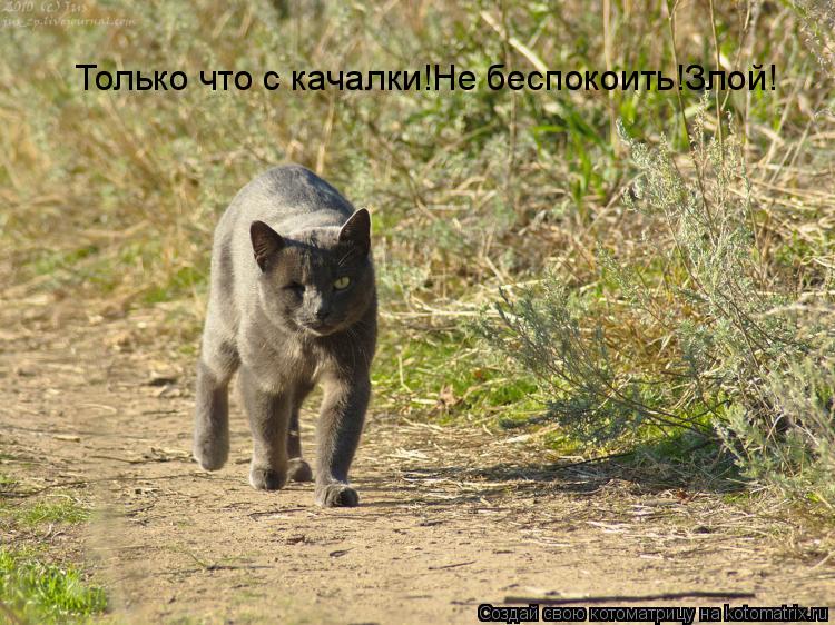 Только что с качалки!Не беспокоить!Злой!... Котоматрица: Только что с качалки!Не беспокоить!Злой!