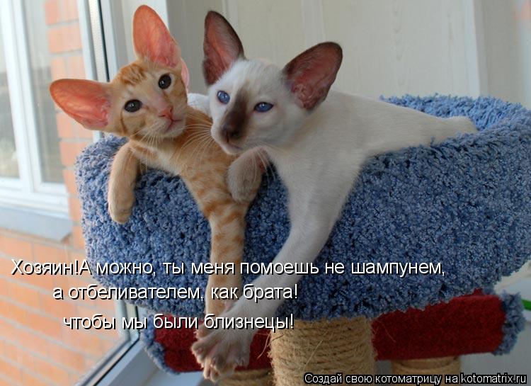 Хозяин!А можно, ты меня помоешь не шампунем, а отбеливателем, как брата! чтобы мы были близнецы!... Котоматрица: Хозяин!А можно, ты меня помоешь не шампунем, а отбеливателем, как брата! чтобы мы были близнецы!