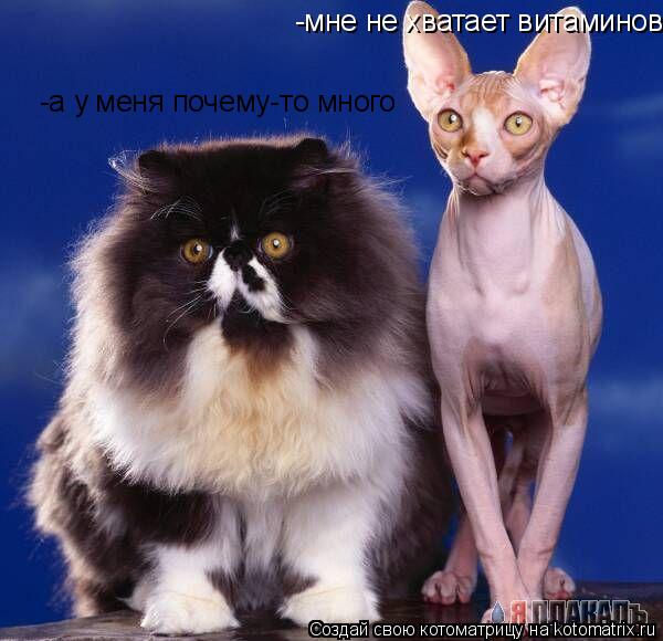 -мне не хватает витаминов -а у меня почему-то много... Котоматрица: -мне не хватает витаминов -а у меня почему-то много