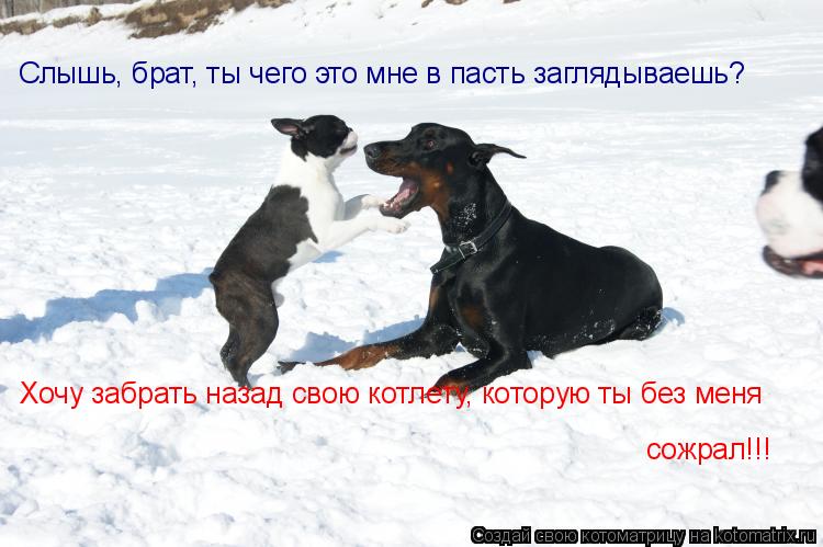 Слышь, брат, ты чего это мне в пасть заглядываешь? Хочу забрать назад свою котлету, которую ты без ме... Котоматрица: Слышь, брат, ты чего это мне в пасть заглядываешь? Хочу забрать назад свою котлету, которую ты без меня сожрал!!!