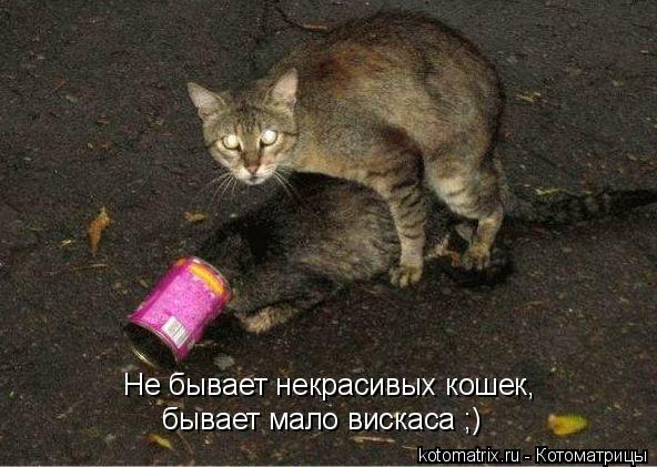 Не бывает некрасивых кошек, бывает мало вискаса ;)... Котоматрица: Не бывает некрасивых кошек, бывает мало вискаса ;)