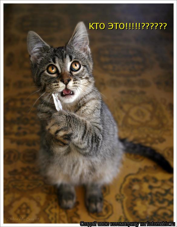 КТО ЭТО!!!!!??????... Котоматрица: КТО ЭТО!!!!!??????
