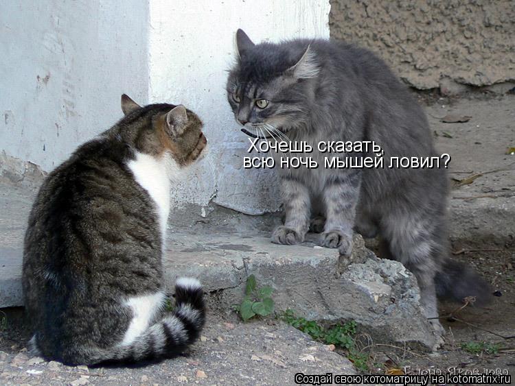 Хочешь сказать, всю ночь мышей ловил?... Котоматрица: Хочешь сказать, всю ночь мышей ловил?