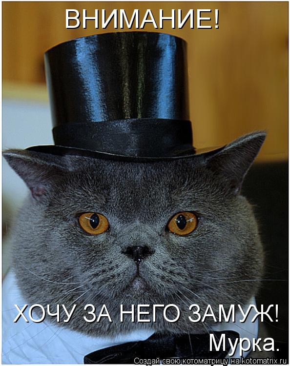 ВНИМАНИЕ! ХОЧУ ЗА НЕГО ЗАМУЖ! Мурка.... Котоматрица: ВНИМАНИЕ! ХОЧУ ЗА НЕГО ЗАМУЖ! Мурка.