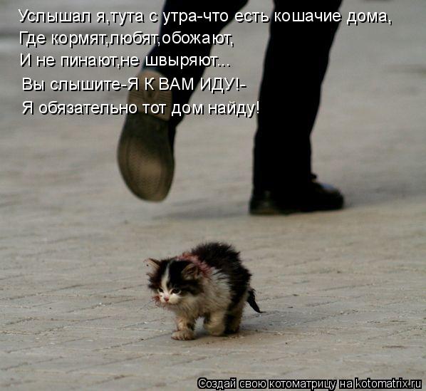 Услышал я,тута с утра-что есть кошачие дома, Где кормят,любят,обожают, И не пинают,не швыряют... Вы с... Котоматрица: Услышал я,тута с утра-что есть кошачие дома, Где кормят,любят,обожают, И не пинают,не швыряют... Вы слышите-Я К ВАМ ИДУ!- Я обязательно тот дом н