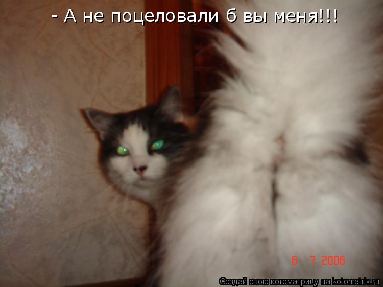 - А не поцеловали б вы меня!!!... Котоматрица: - А не поцеловали б вы меня!!!