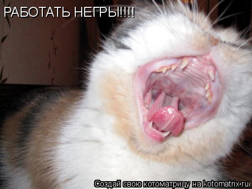 РАБОТАТЬ НЕГРЫ!!!!... Котоматрица: РАБОТАТЬ НЕГРЫ!!!!