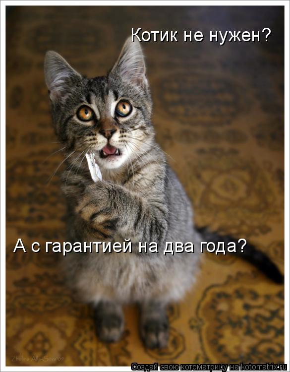 Котоматрица: Котик не нужен? А с гарантией на два года?